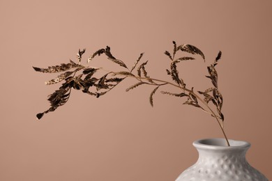 Image of Dry branch in vase on mocha mousse background, closeup. Trendy color of 2025 year