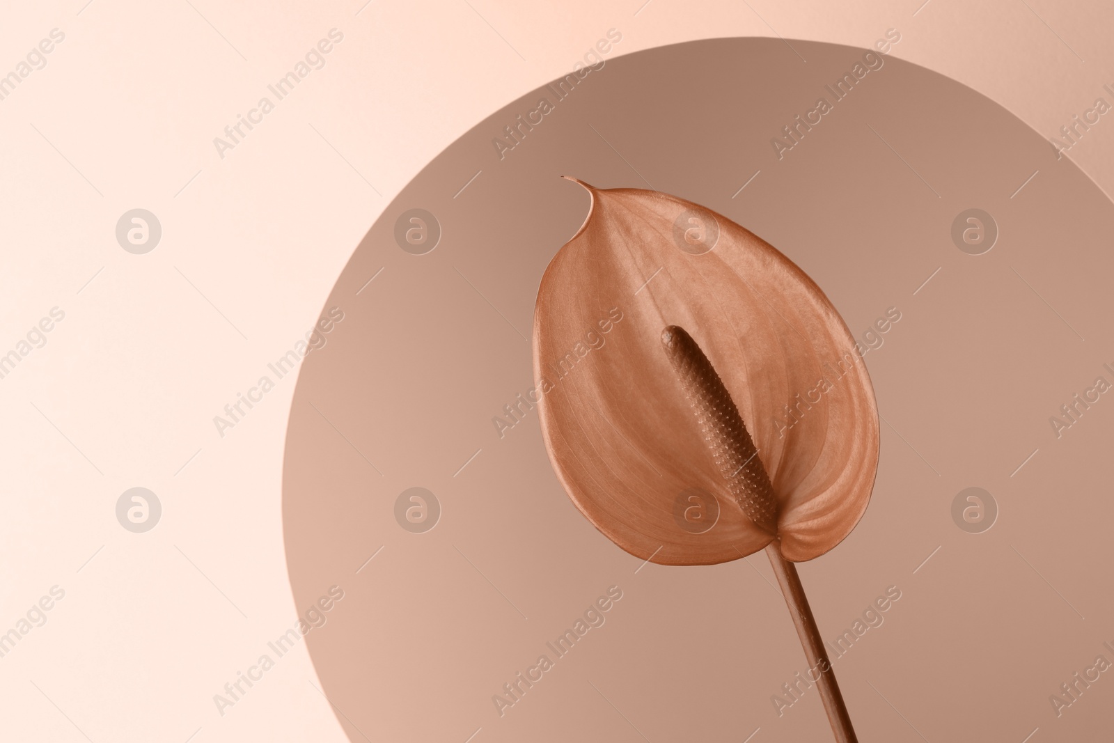 Image of Beautiful flower on beige background, closeup. Toned in mocha mousse shade. Trendy color of 2025 year