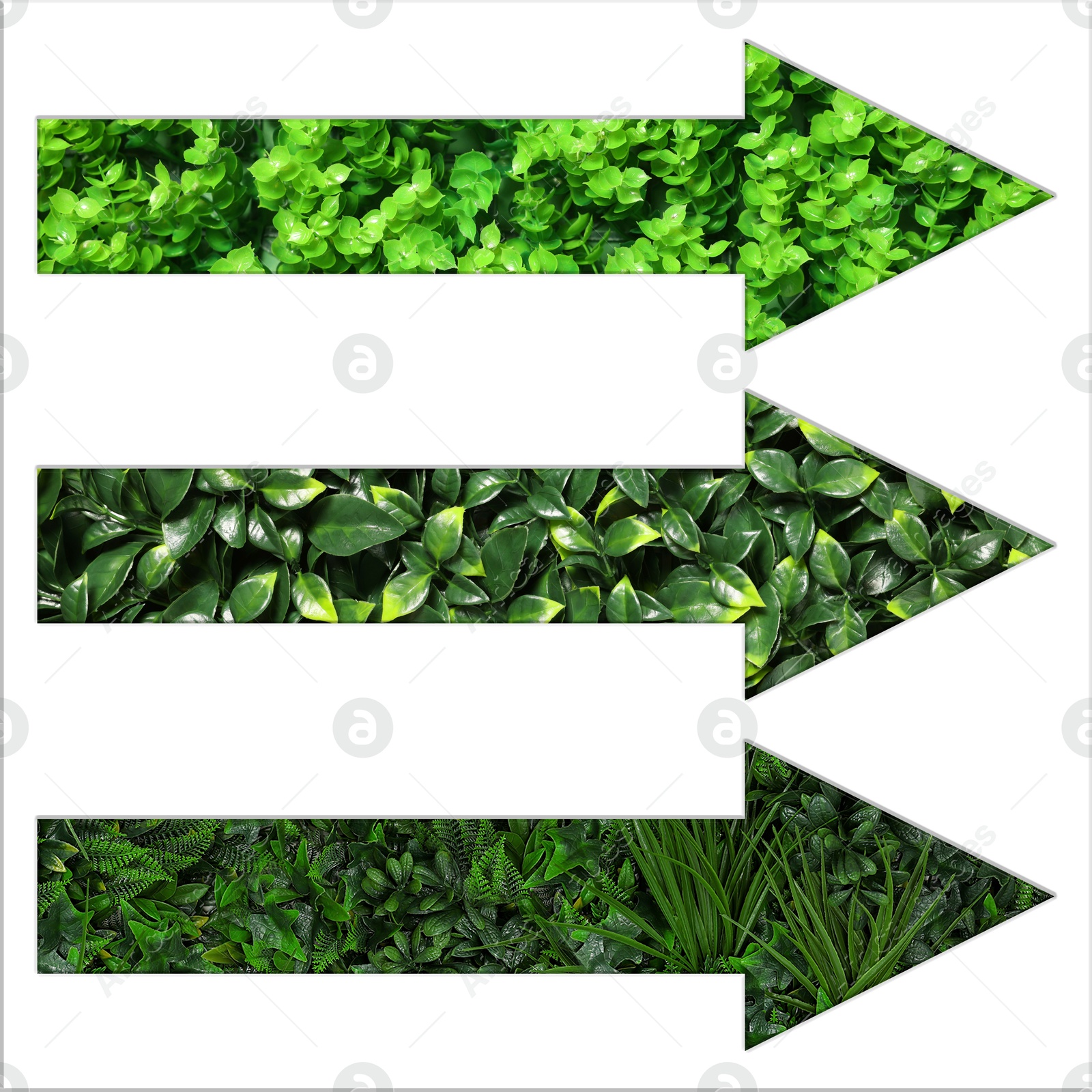 Image of Arrows with green leaves of different plants inside isolated on white