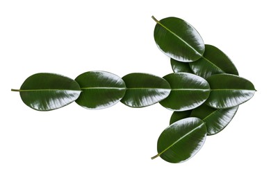 Image of Arrow made of green leaves isolated on white