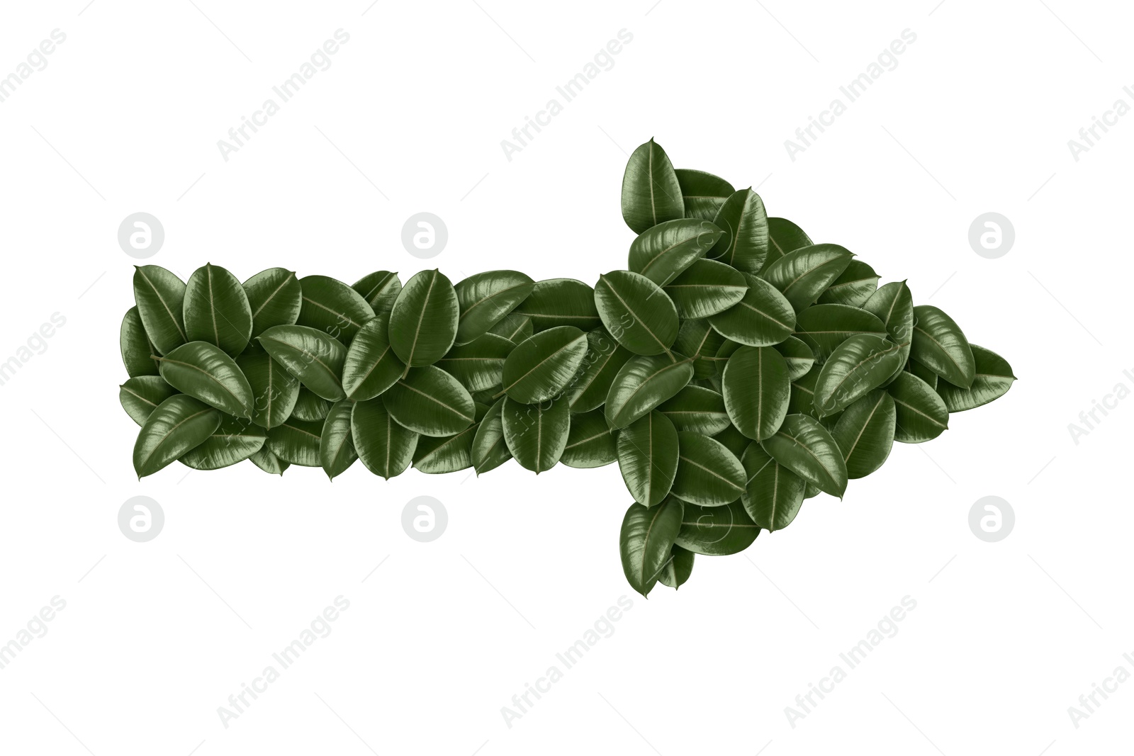 Image of Arrow made of green leaves isolated on white