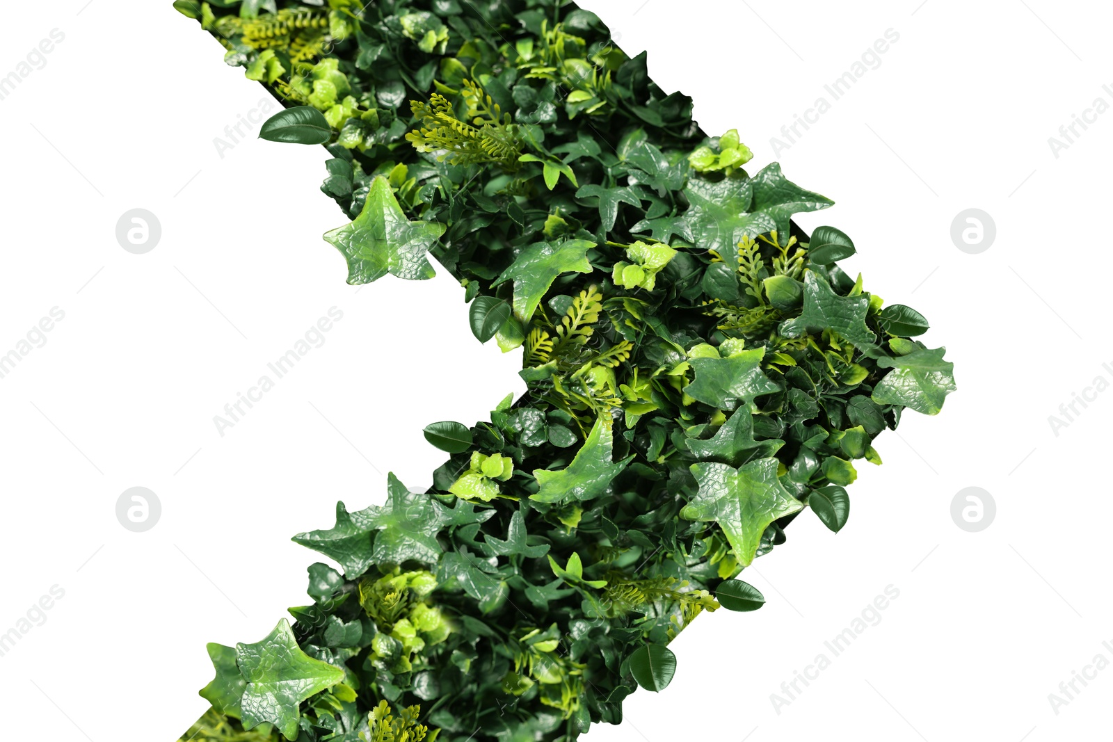 Image of Arrow with green leaves of different plants inside isolated on white