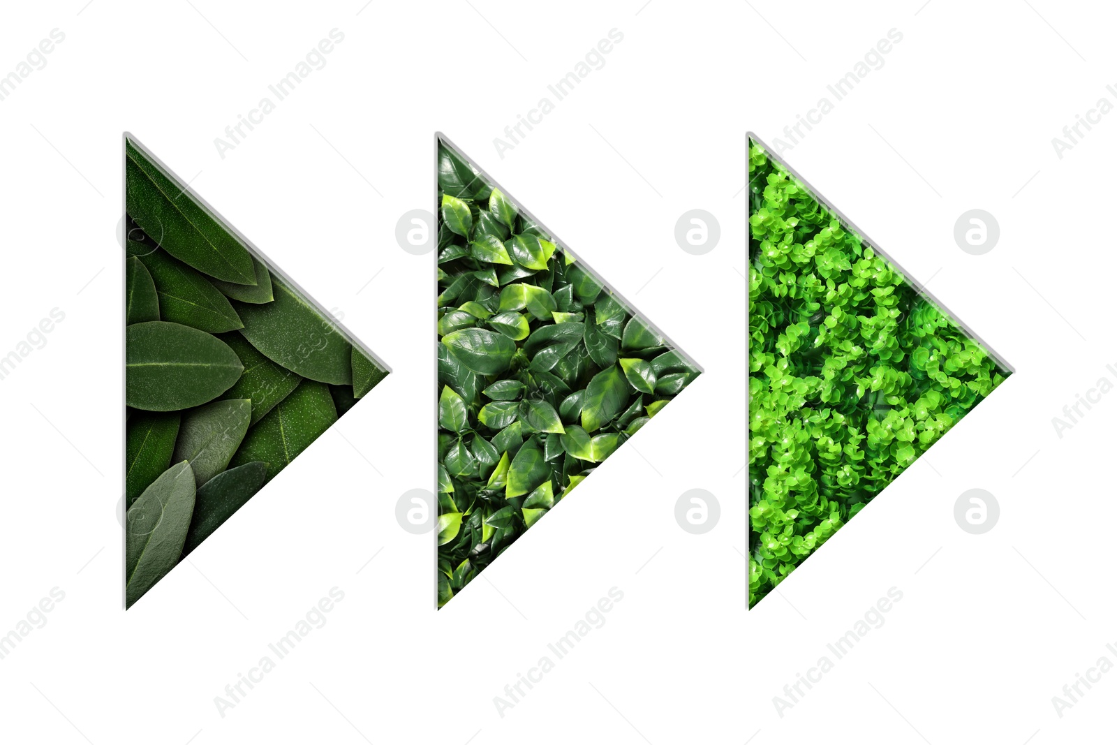 Image of Arrows with green leaves of different plants inside isolated on white