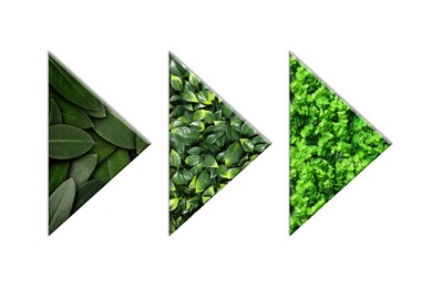 Image of Arrows with green leaves of different plants inside isolated on white