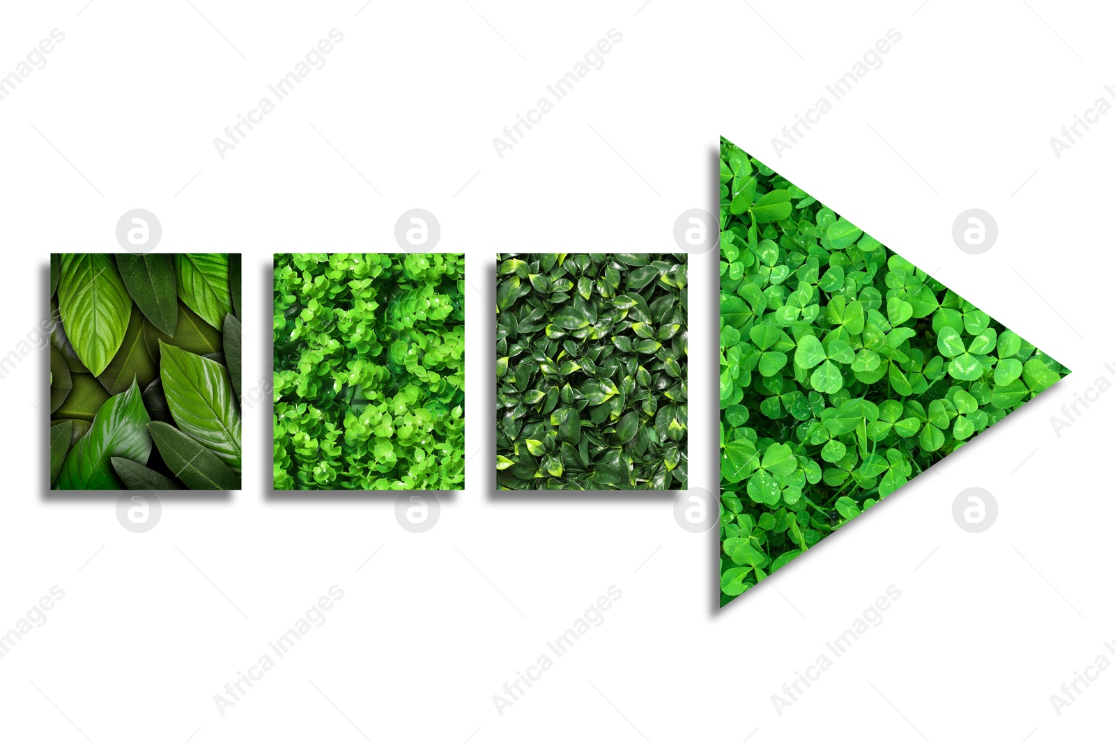 Image of Arrow with green leaves of different plants isolated on white