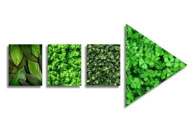 Image of Arrow with green leaves of different plants isolated on white