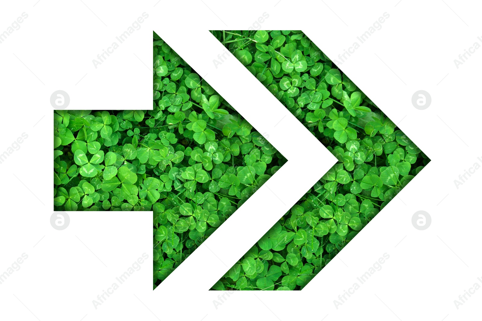 Image of Arrow with green clover plants inside isolated on white