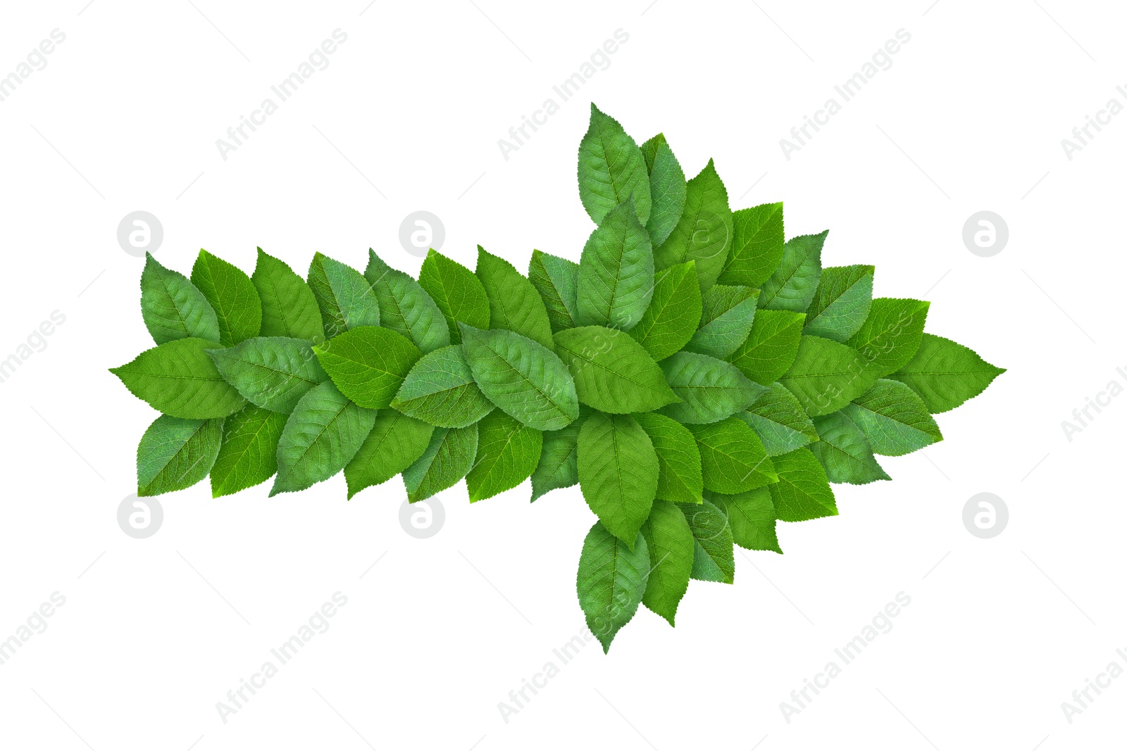 Image of Arrow made of bright green leaves isolated on white