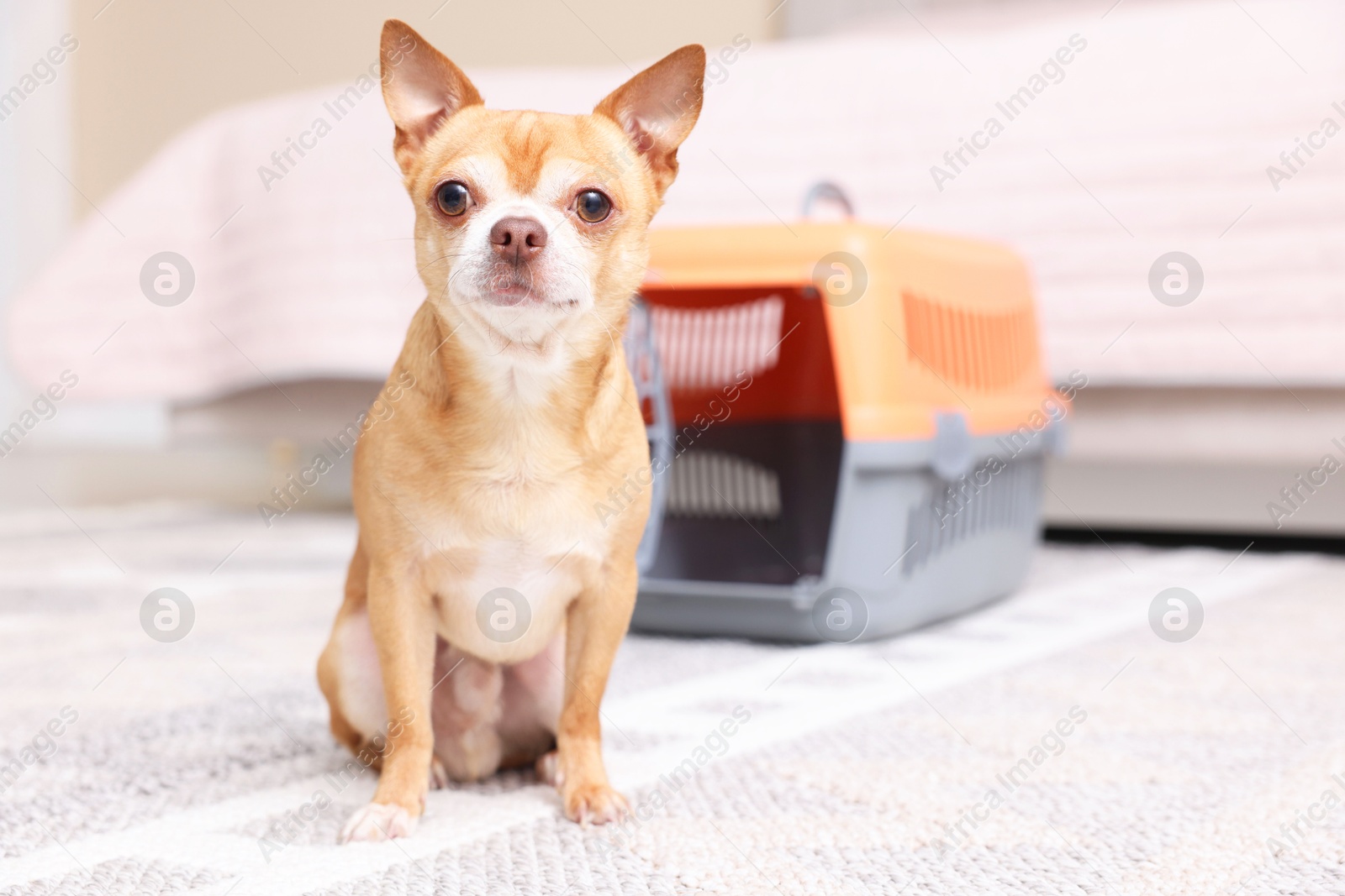 Photo of Adorable dog and pet carrier on floor indoors, selective focus