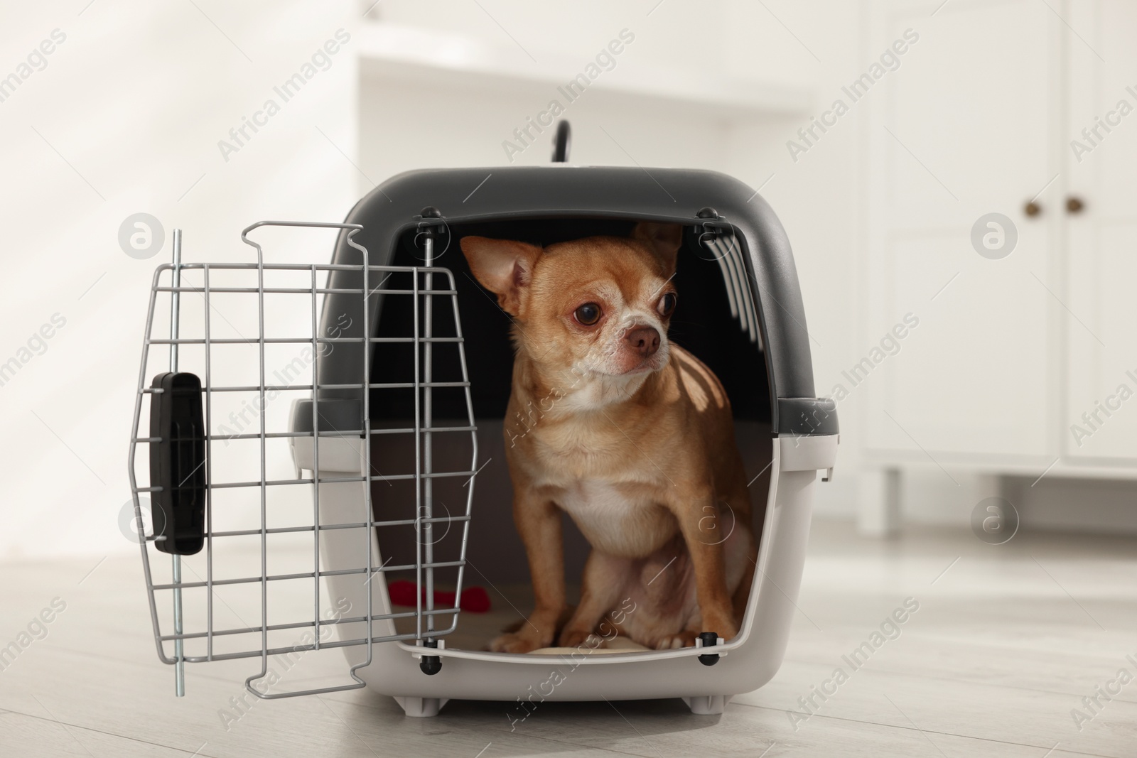 Photo of Adorable dog in pet carrier on floor indoors