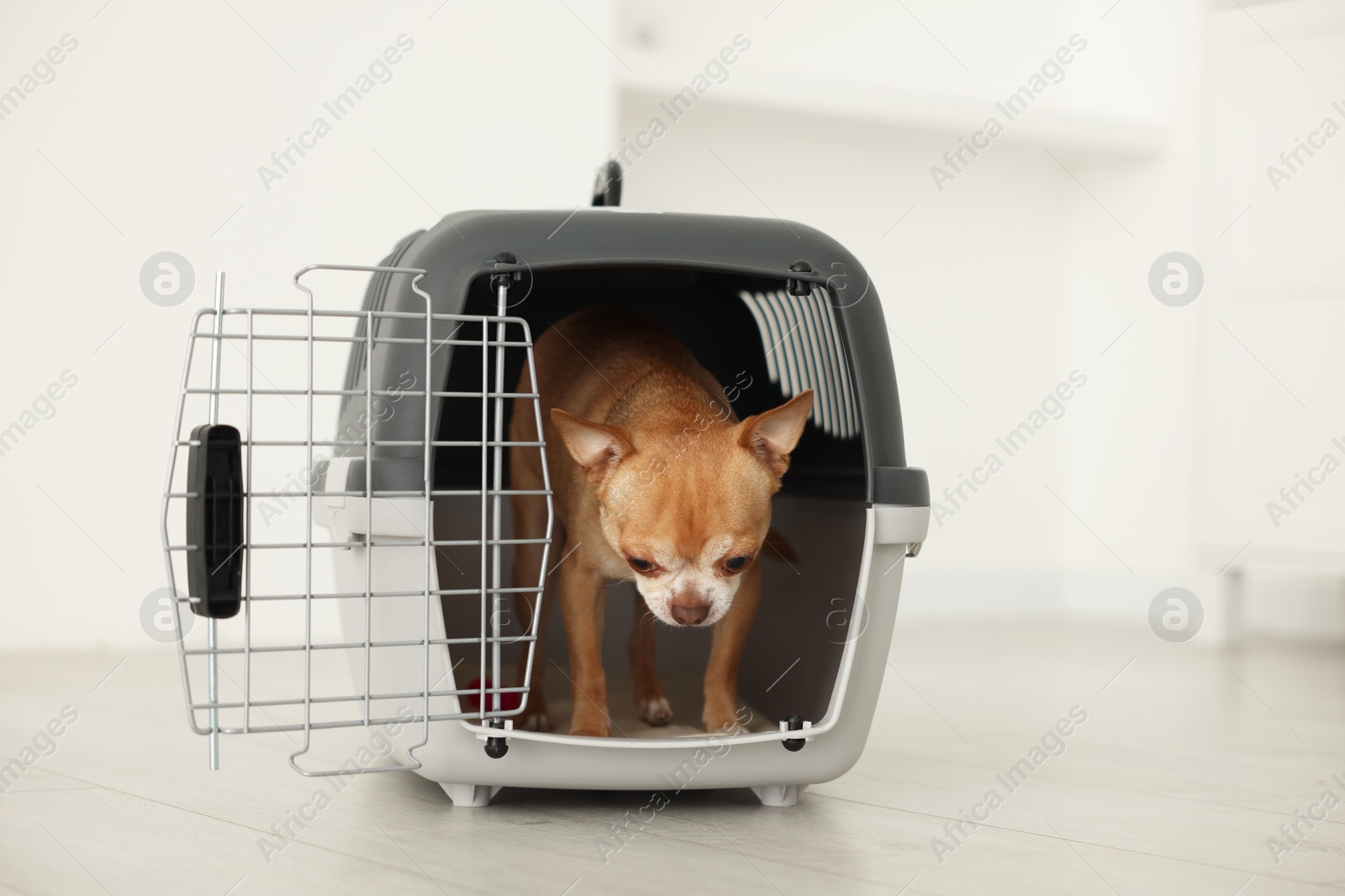 Photo of Adorable dog in pet carrier on floor indoors