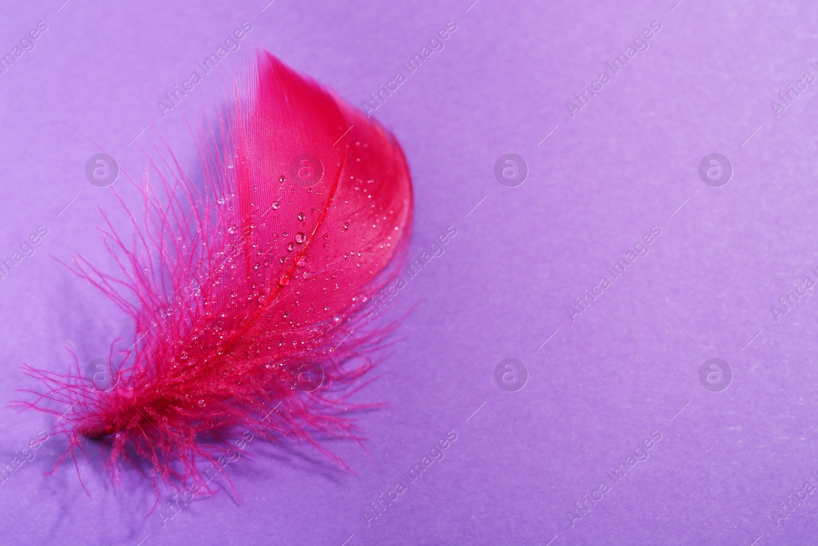 Photo of Fluffy pink feather with water drops on purple background, closeup. Space for text