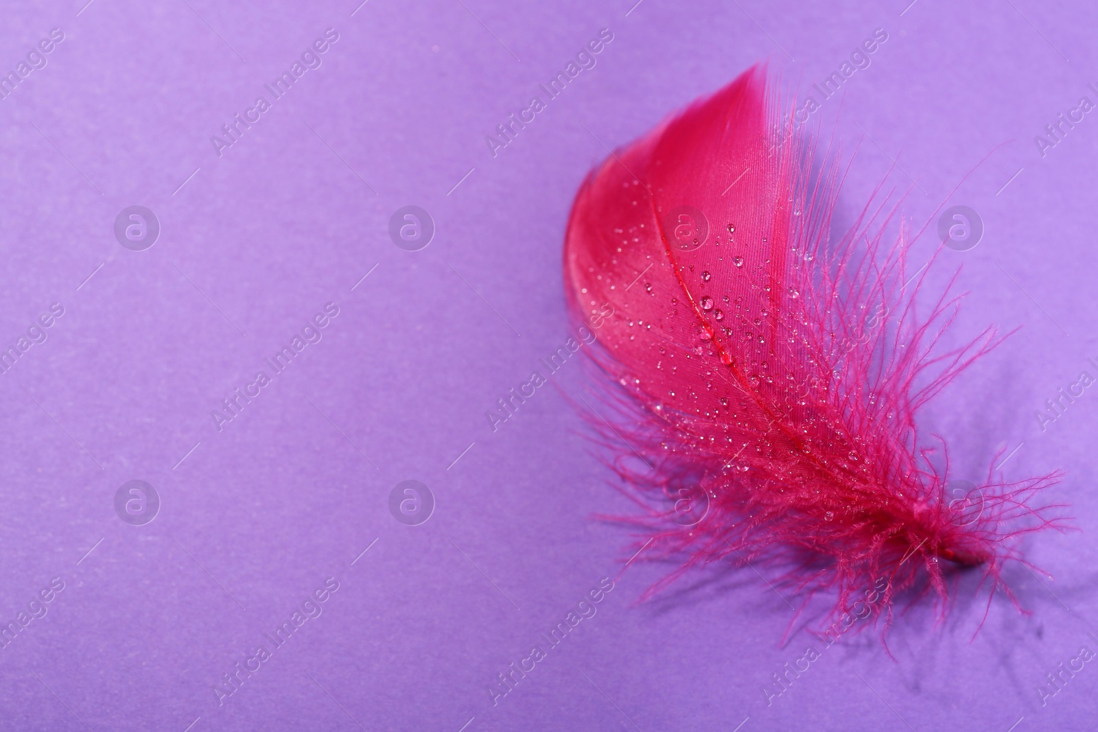 Photo of Fluffy pink feather with water drops on purple background, closeup. Space for text