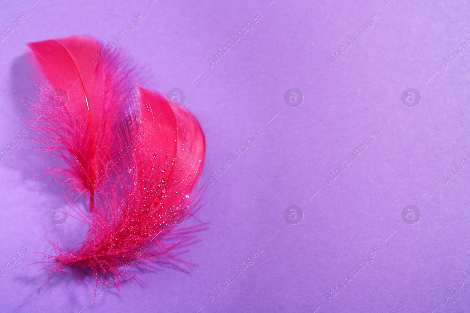 Photo of Fluffy pink feathers with water drops on purple background, closeup. Space for text