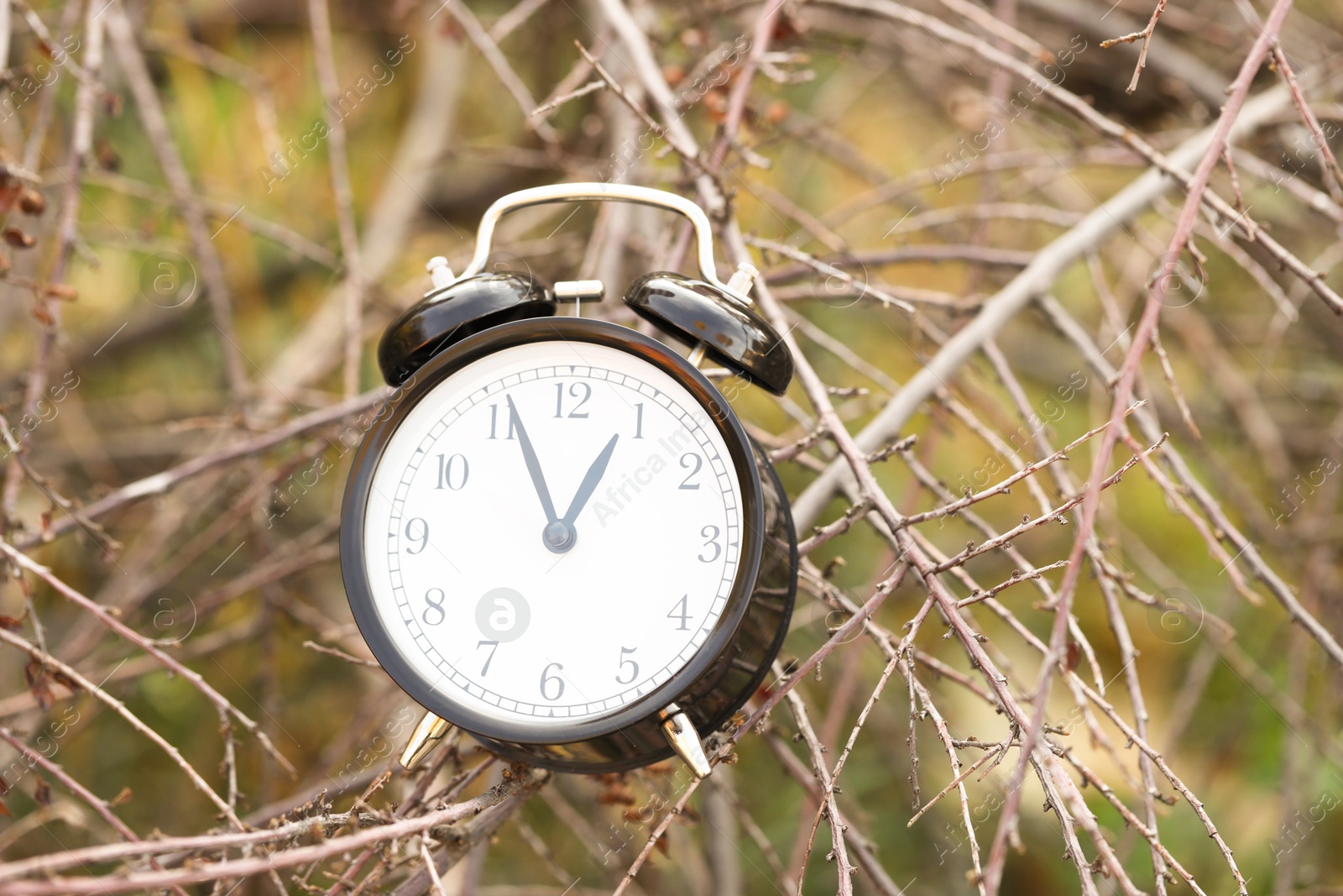 Photo of Autumn time. Alarm clock on tree branches in park, closeup