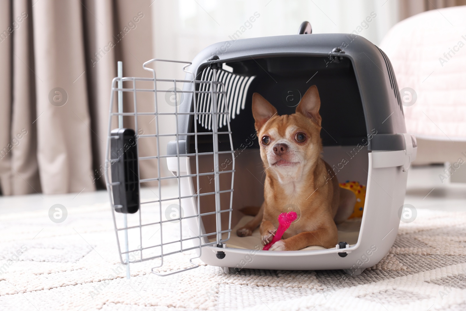 Photo of Adorable dog in pet carrier on floor indoors