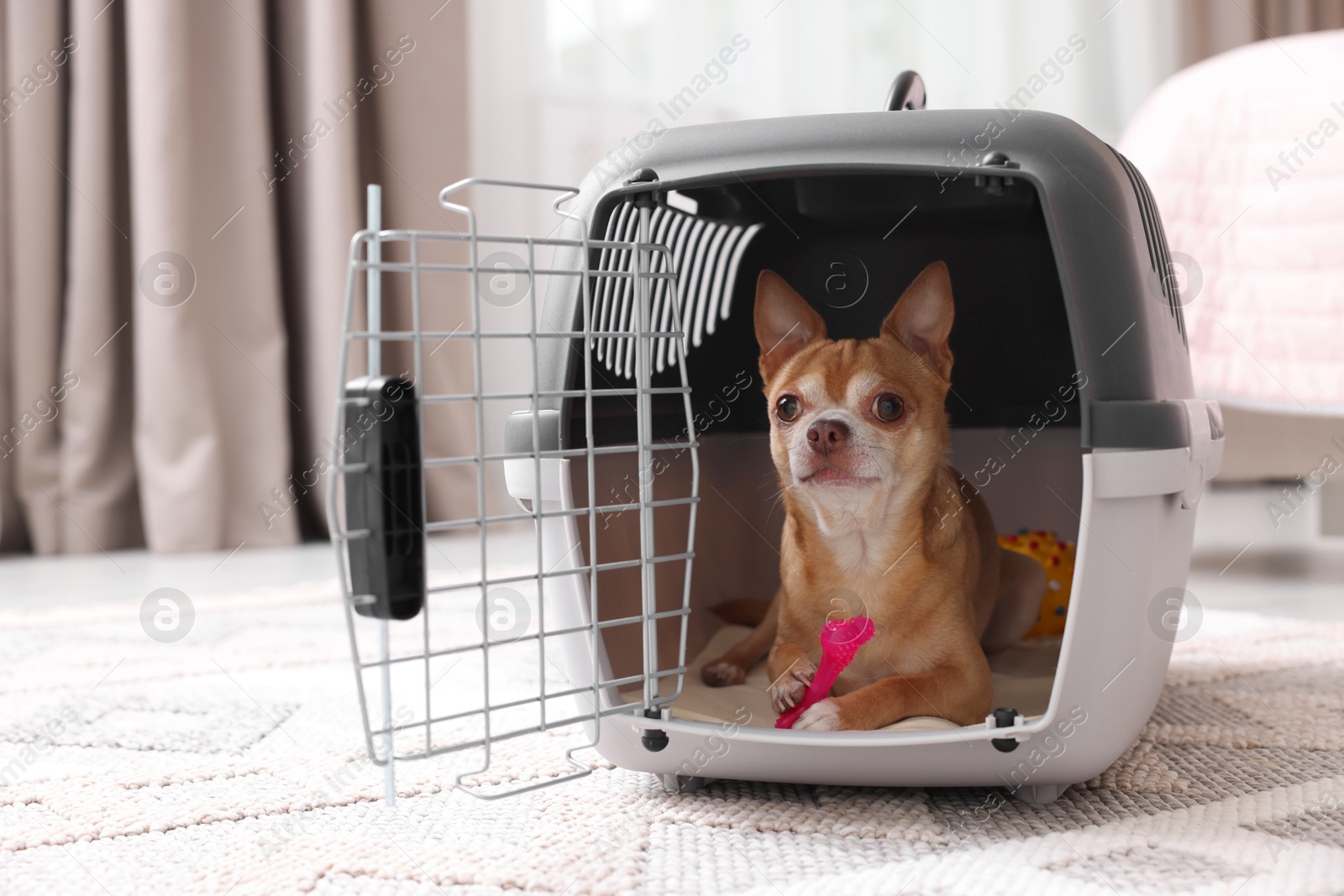 Photo of Adorable dog in pet carrier on floor indoors