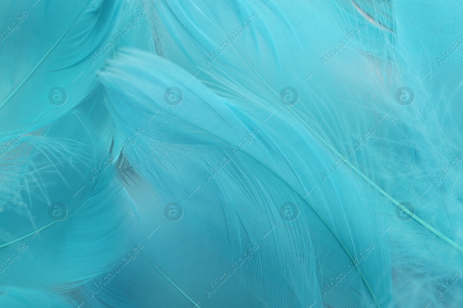 Photo of Beautiful turquoise feathers as background, top view