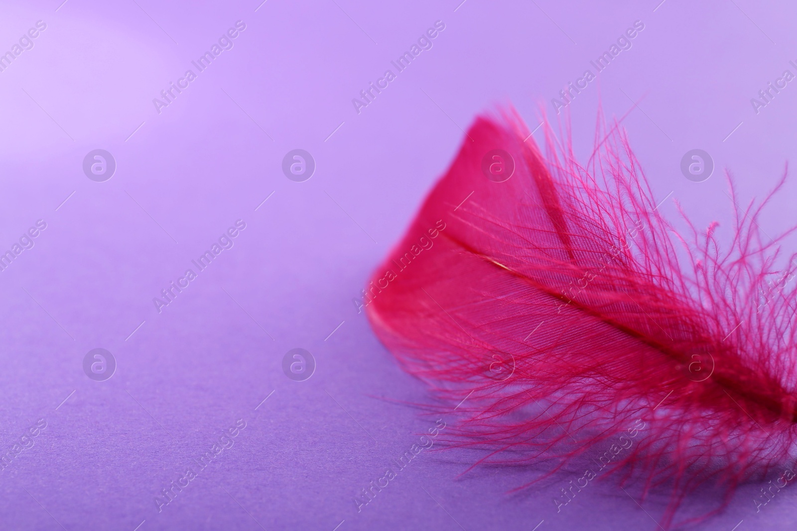 Photo of Fluffy pink feather on purple background, closeup. Space for text