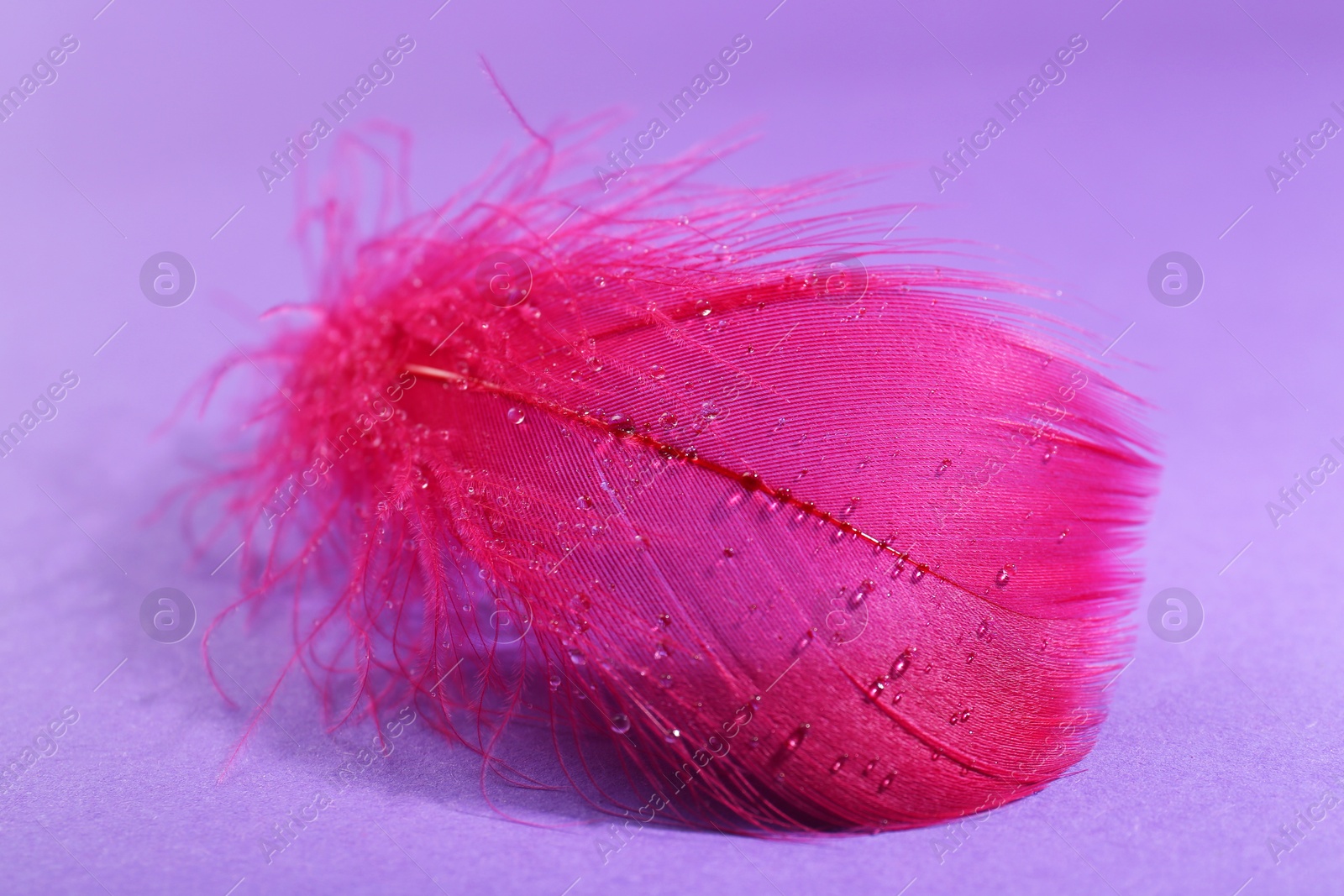 Photo of Fluffy pink feather on purple background, closeup