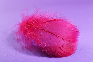 Photo of Fluffy pink feather on purple background, closeup