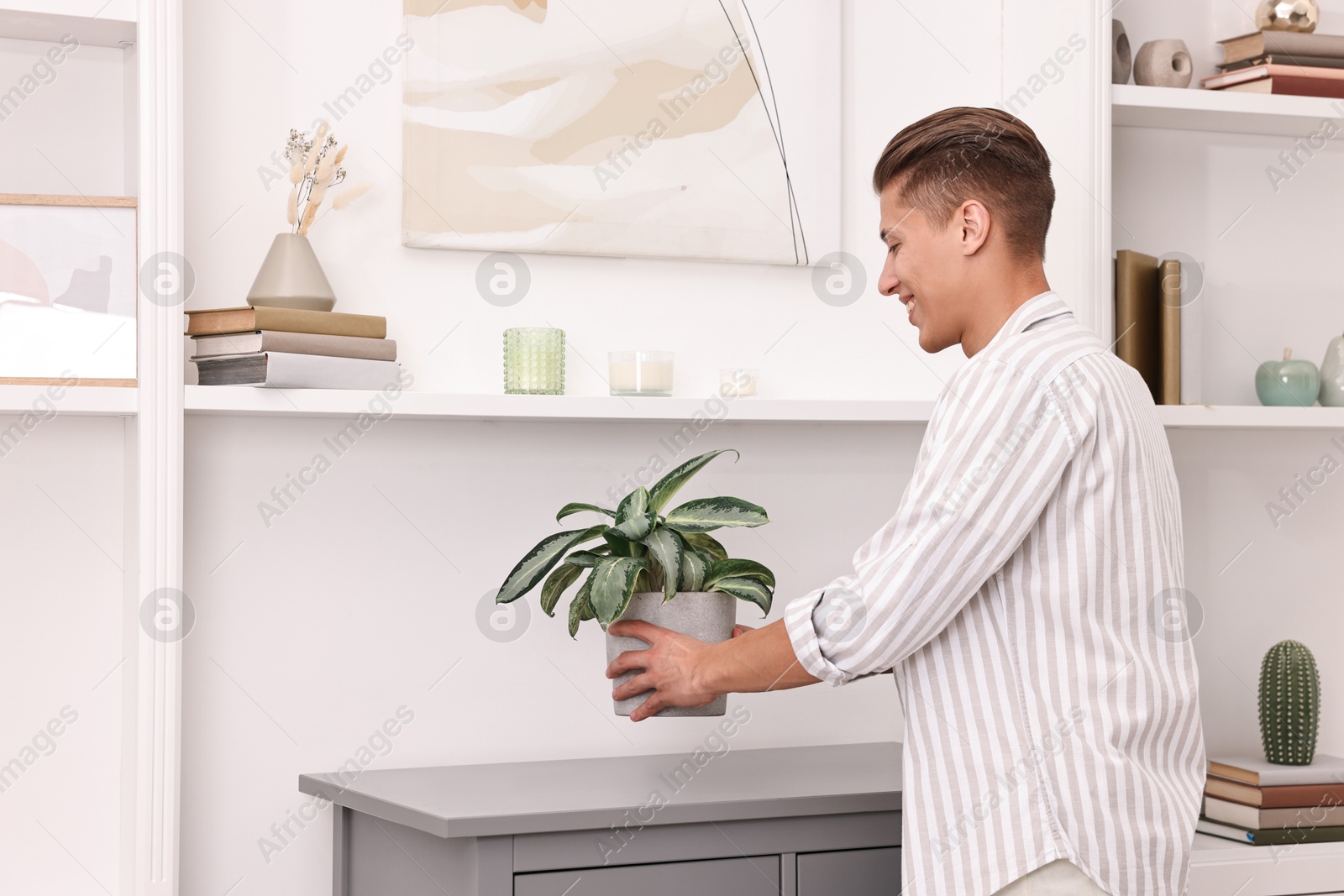 Photo of Smiling decorator arranging houseplant onto cabinet indoors