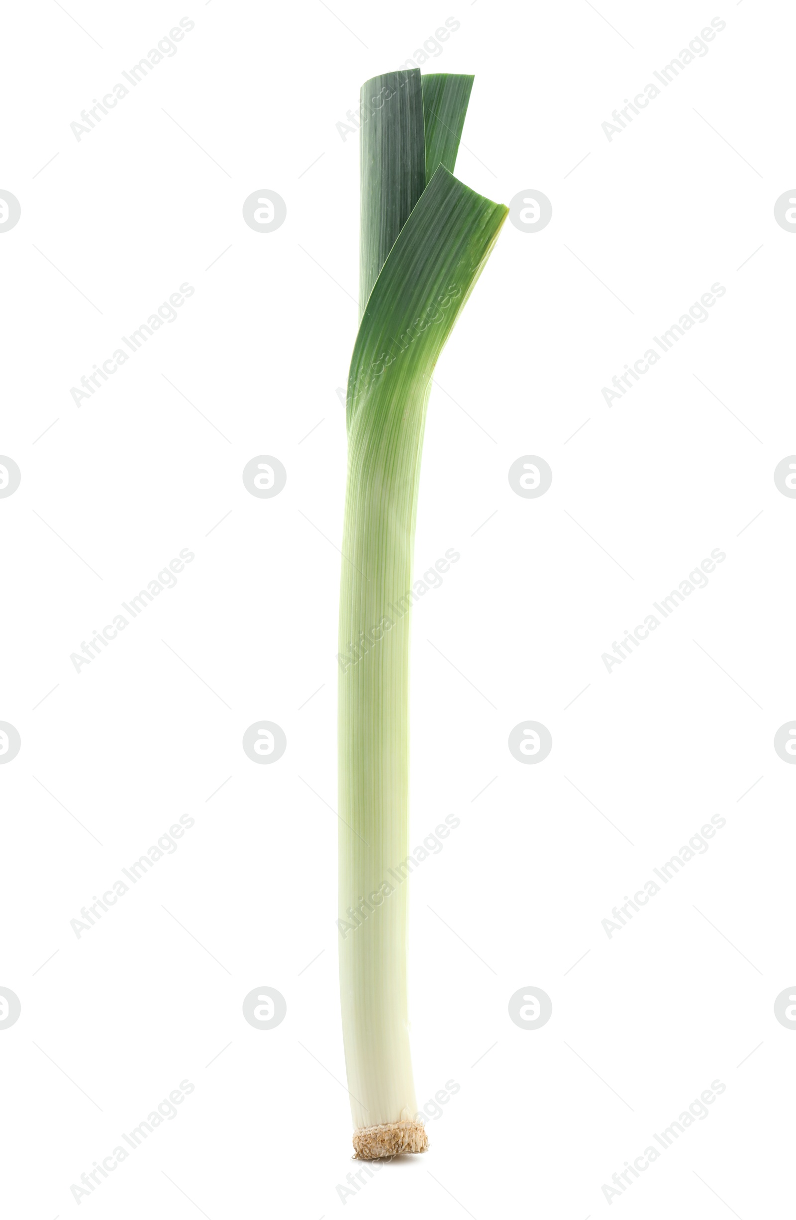 Photo of One fresh leek isolated on white. Spicy vegetable