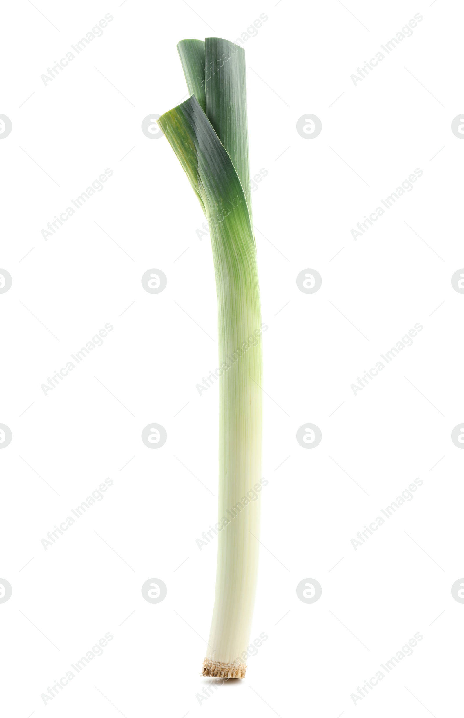 Photo of One fresh leek isolated on white. Spicy vegetable