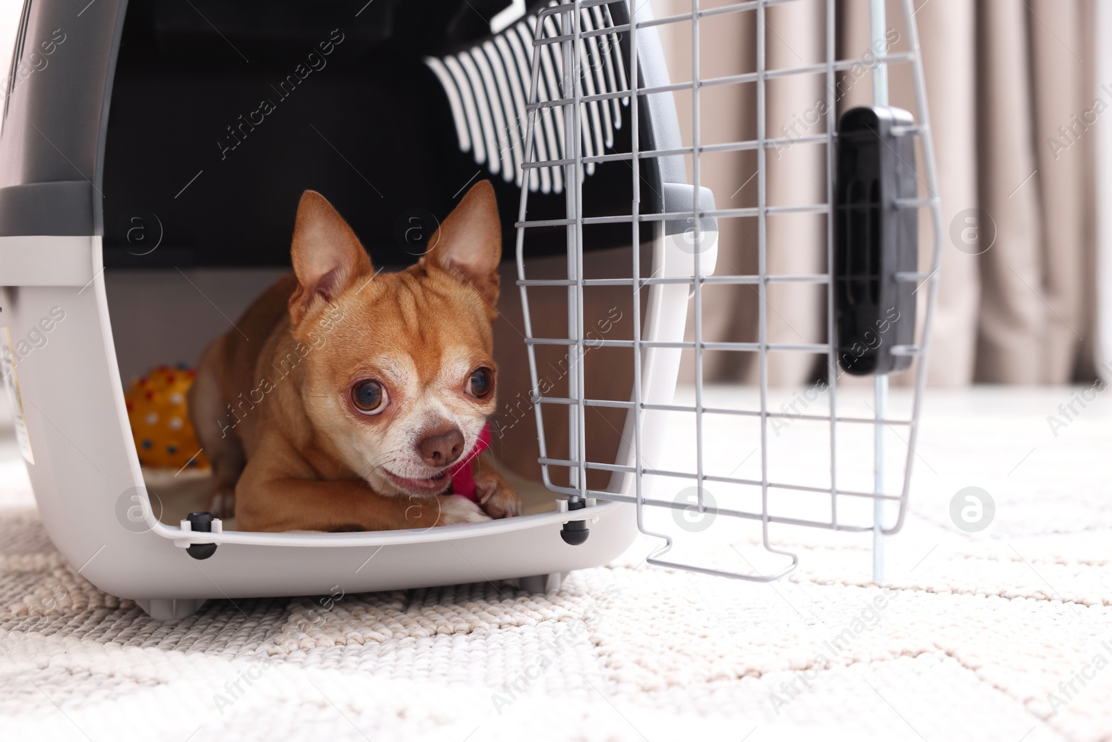 Photo of Adorable dog in pet carrier on floor indoors