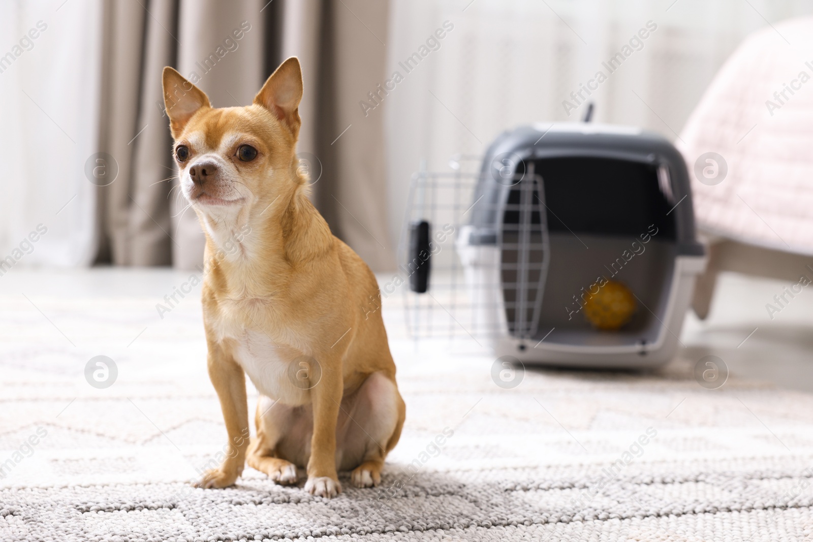 Photo of Adorable dog and pet carrier on floor indoors, selective focus