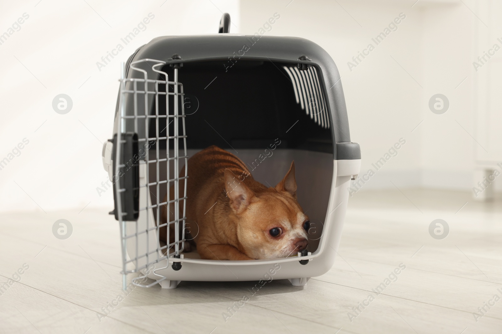 Photo of Adorable dog in pet carrier on floor indoors