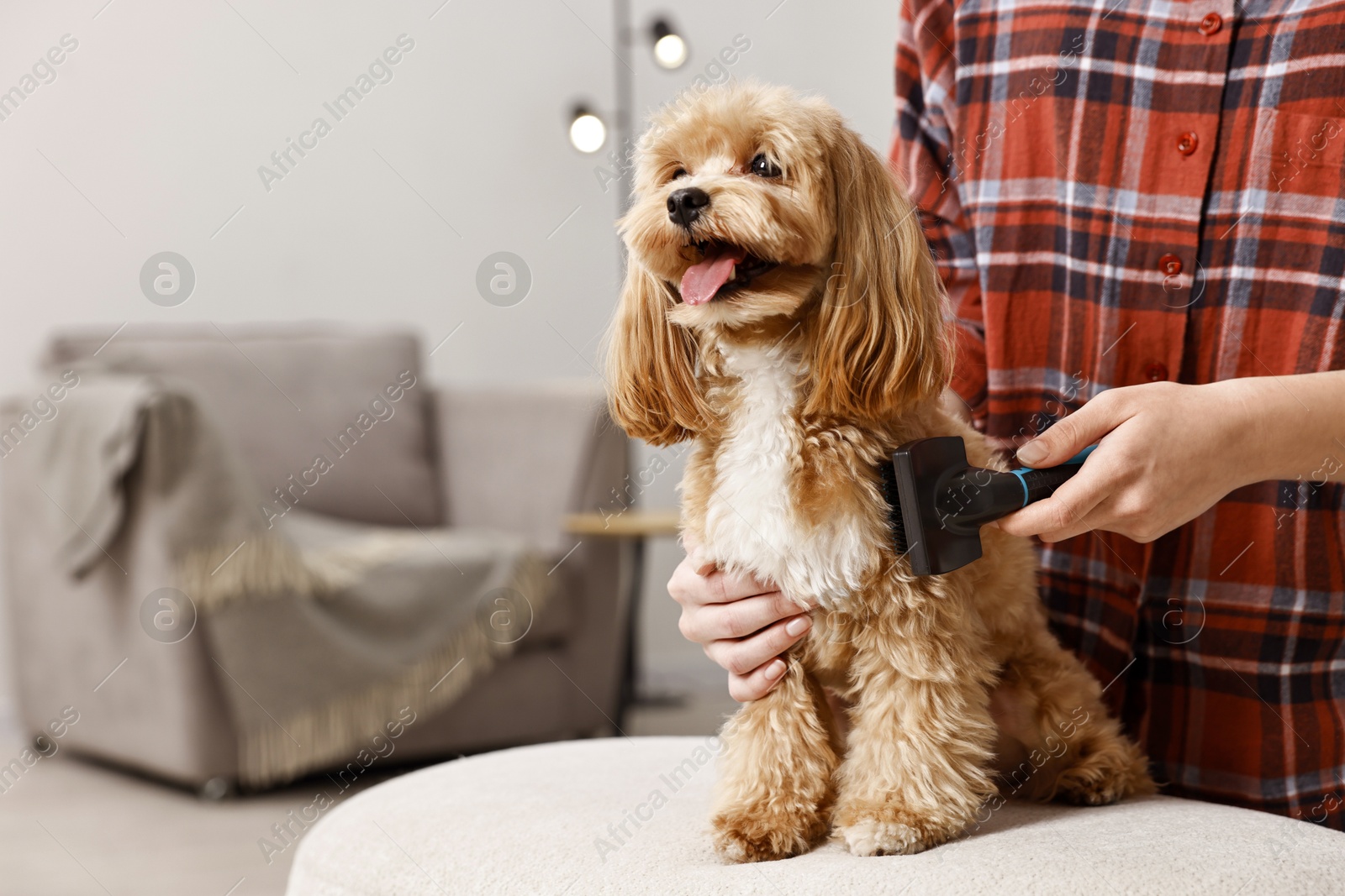 Photo of Woman brushing dog's hair at pouf indoors, closeup with space for text. Pet grooming