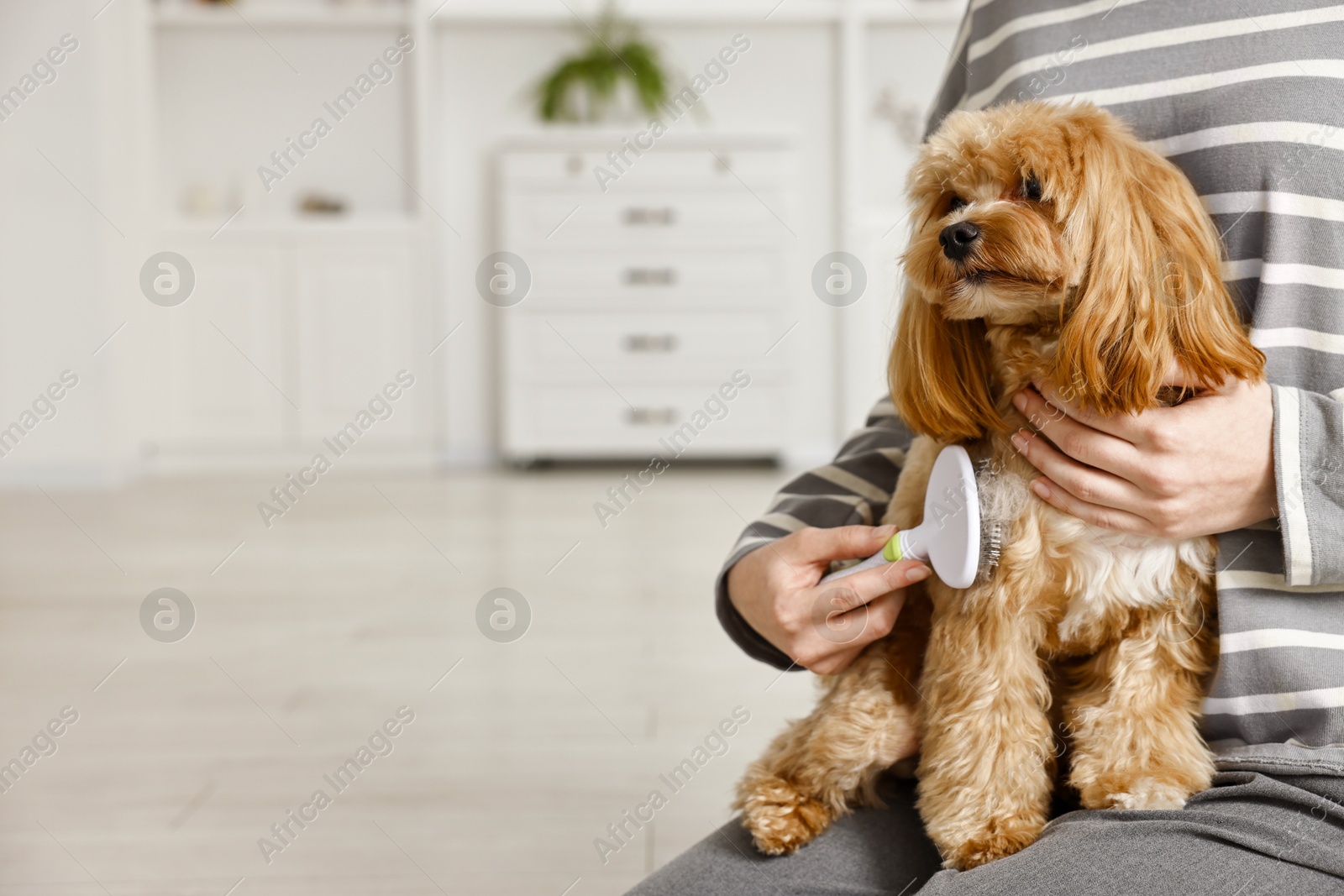 Photo of Woman brushing dog's hair indoors, closeup with space for text. Pet grooming