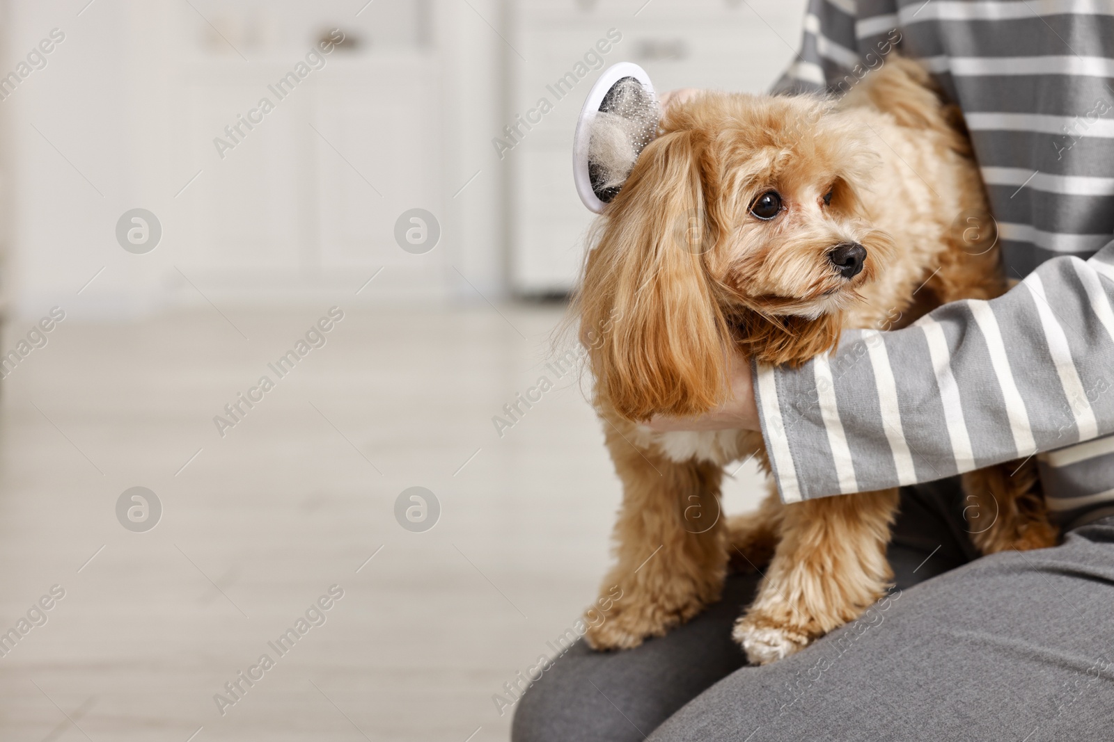 Photo of Woman brushing dog's hair indoors, closeup with space for text. Pet grooming