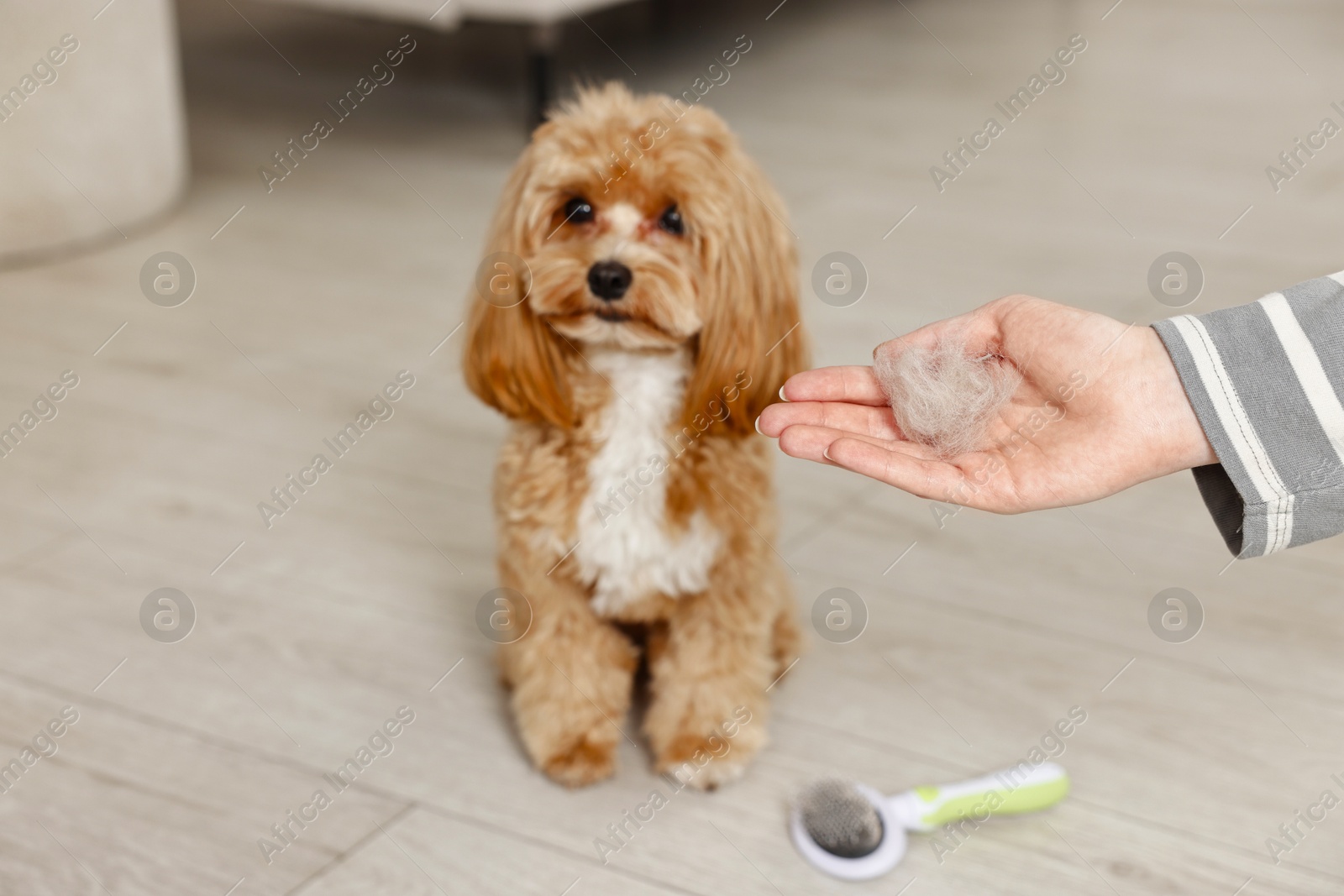 Photo of Woman with pet's hair, cute dog and brush indoors, selective focus