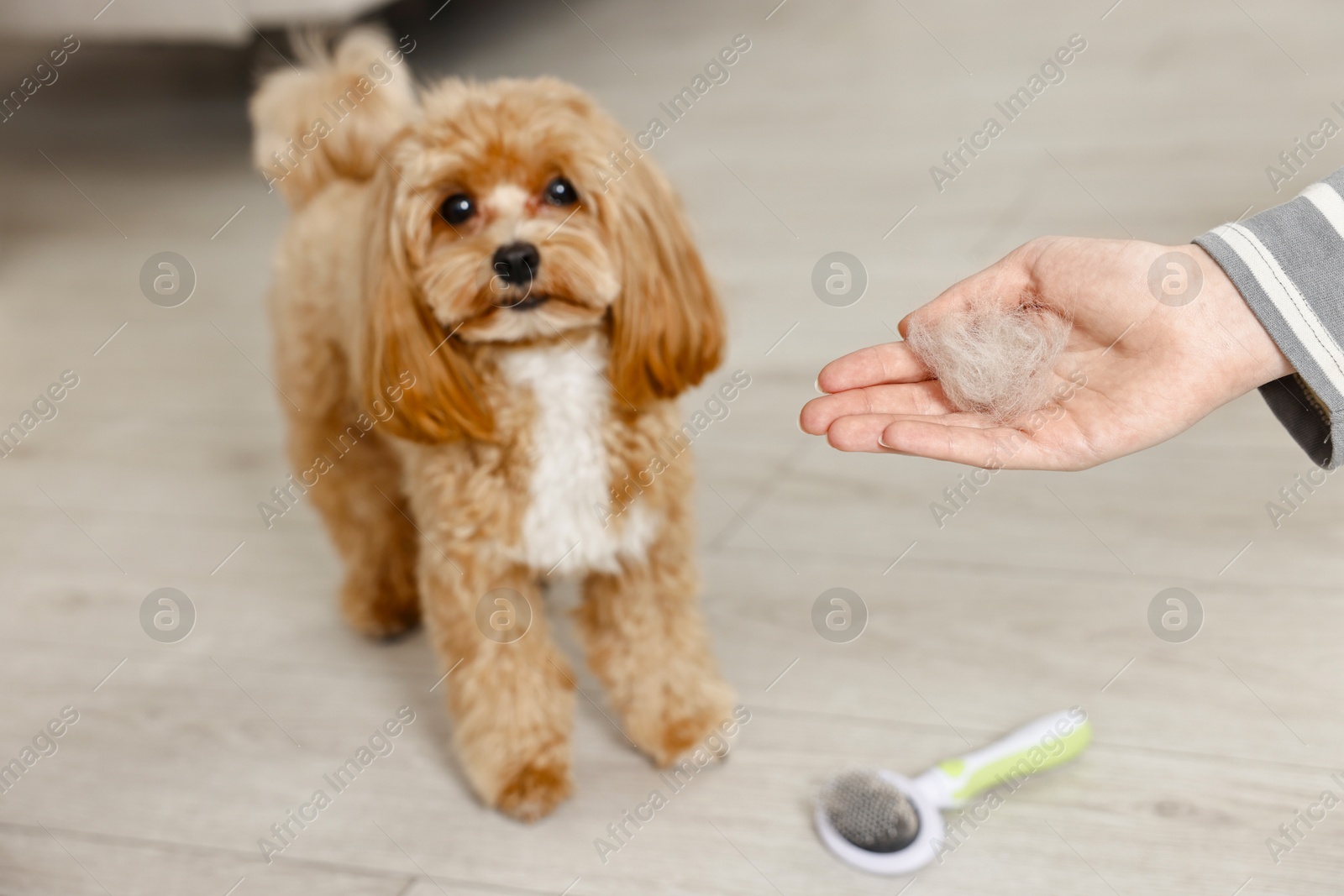 Photo of Woman with pet's hair, cute dog and brush indoors, selective focus