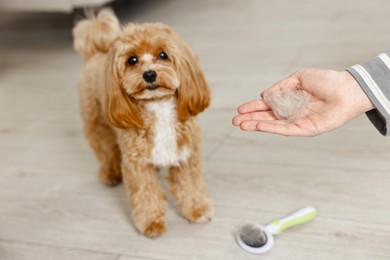 Photo of Woman with pet's hair, cute dog and brush indoors, selective focus