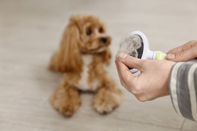 Photo of Woman taking off pet's hair from brush and cute dog indoors, selective focus