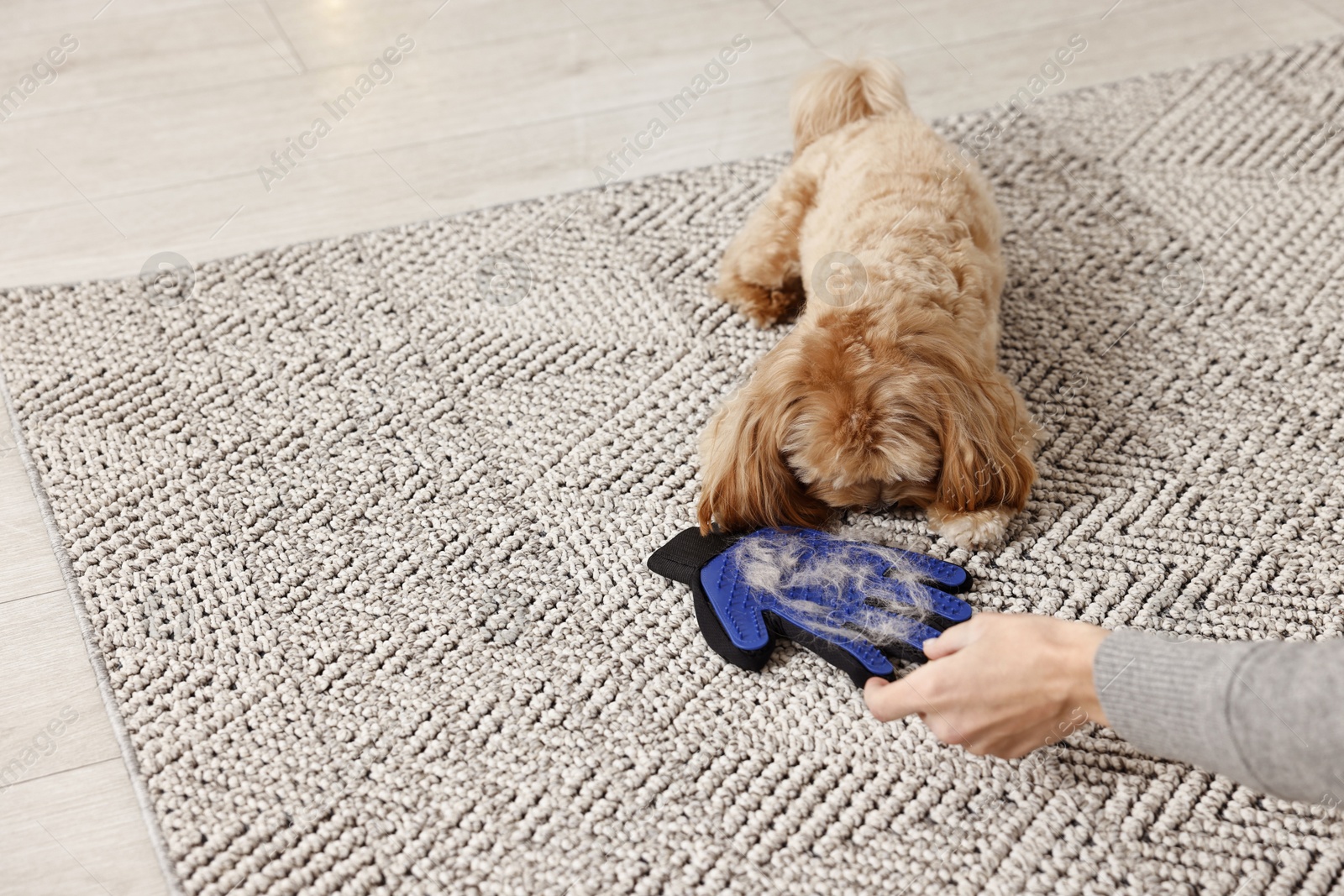 Photo of Woman taking grooming glove with pet's hair and cute dog indoors, closeup