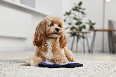 Photo of Cute dog and grooming glove with pet's hair on floor indoors