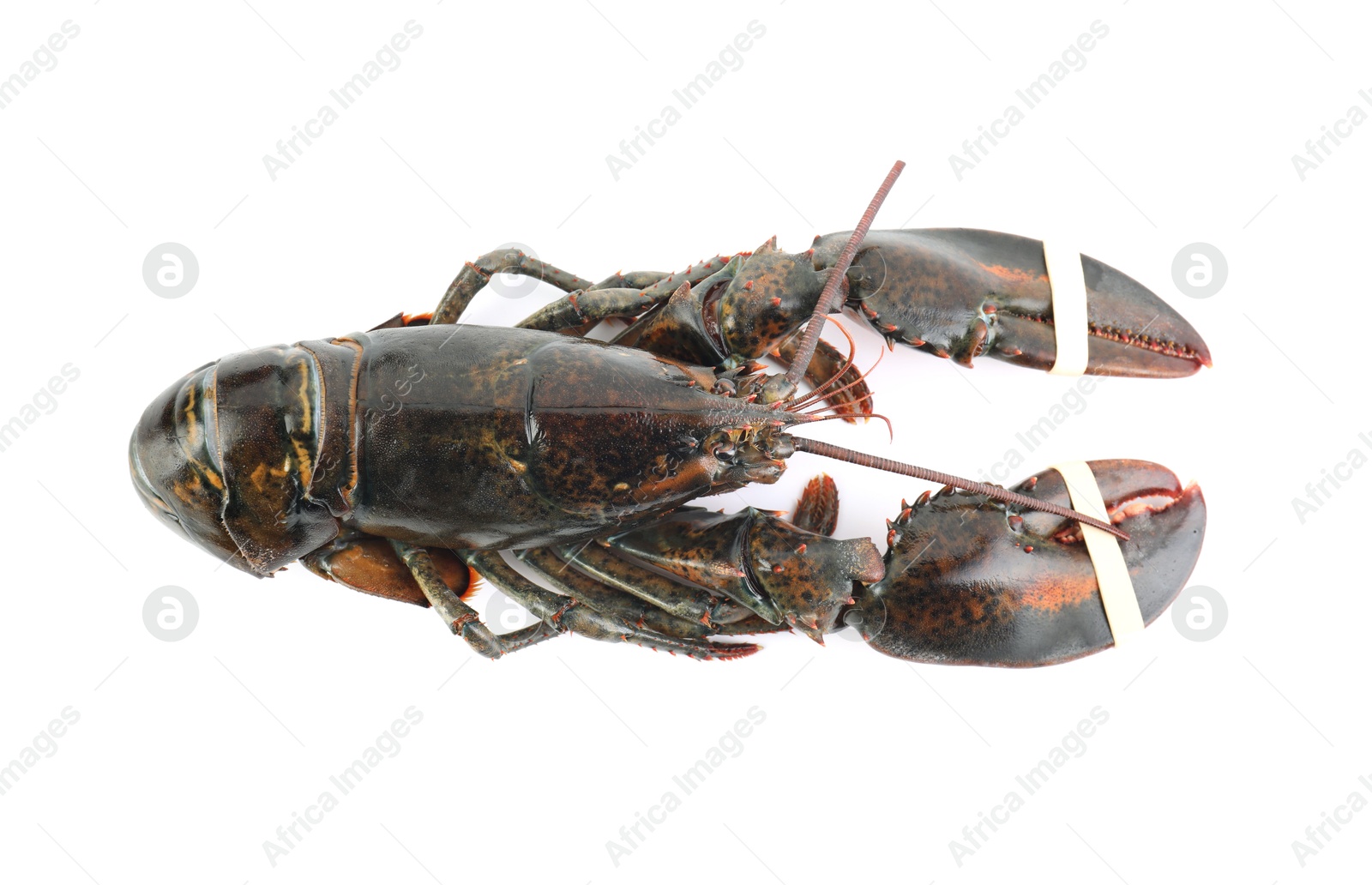 Photo of One raw lobster isolated on white, top view