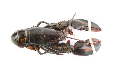 One raw lobster isolated on white, top view