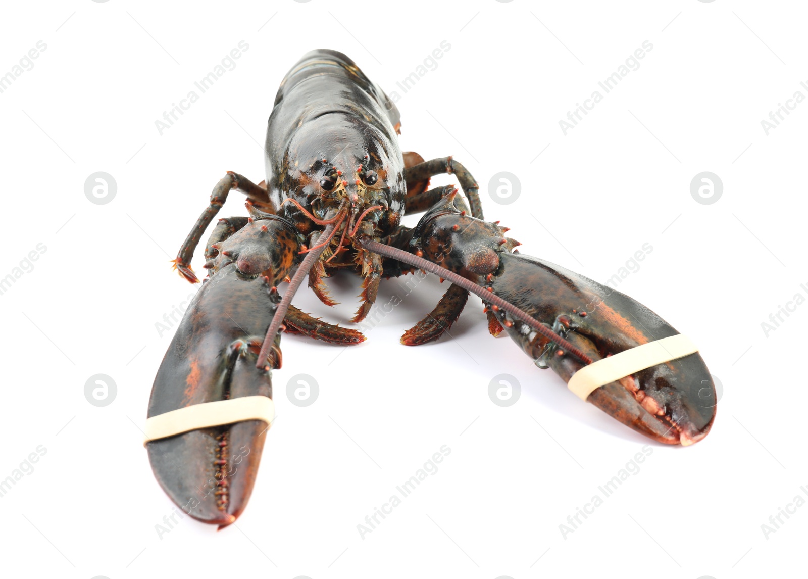 Photo of One whole raw lobster isolated on white