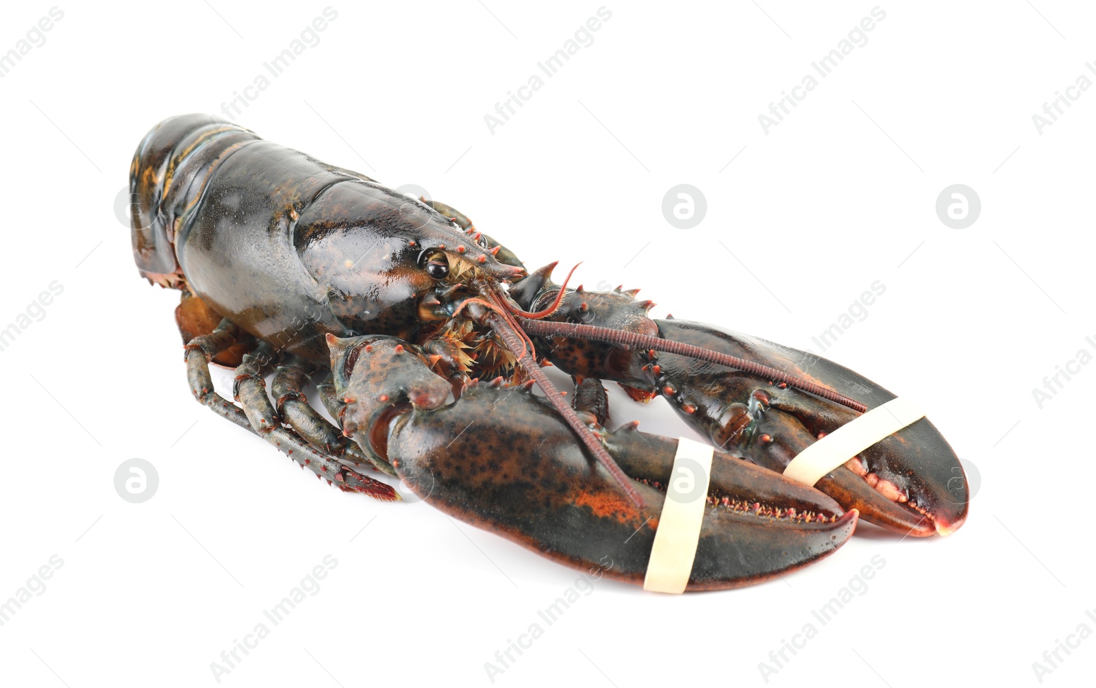 Photo of One whole raw lobster isolated on white