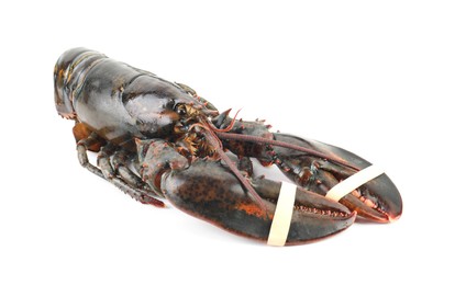 One whole raw lobster isolated on white