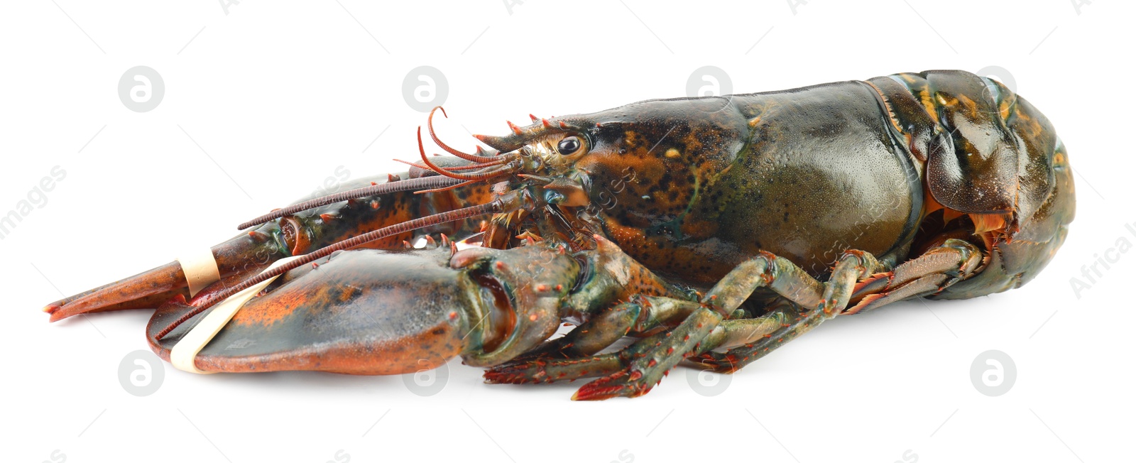 Photo of One whole raw lobster isolated on white