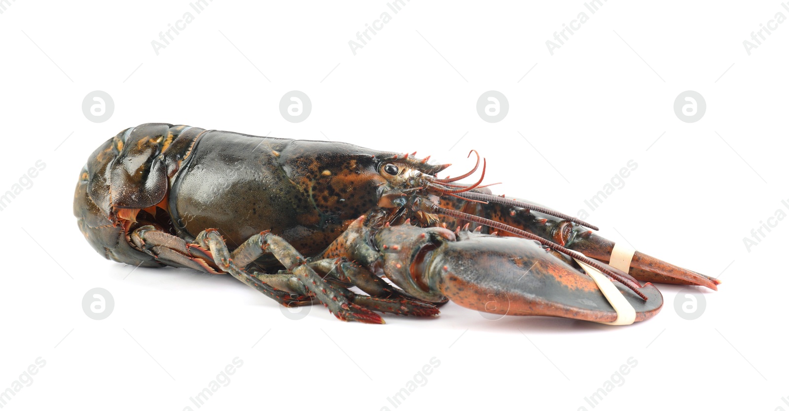 Photo of One whole raw lobster isolated on white