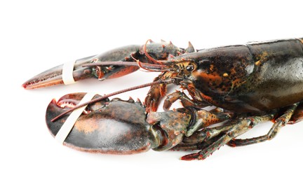 Photo of One fresh raw lobster isolated on white