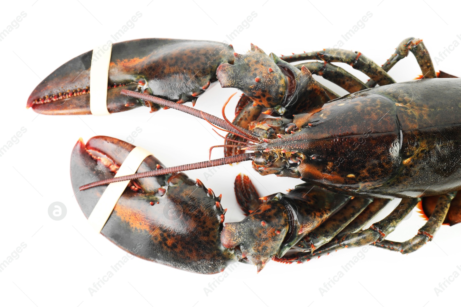 Photo of One raw lobster isolated on white, top view