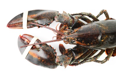 One raw lobster isolated on white, top view